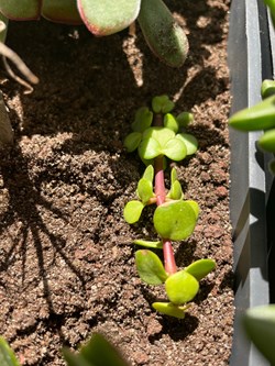 Portulacaria afra