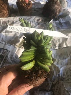 Crassula ben