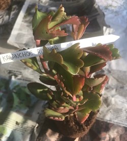 Kalanchoe sexangularis ou Kalanchoe rubinea