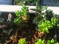 Sedum rubrotinctum