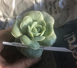 Echeveria 'Lovely Rose'