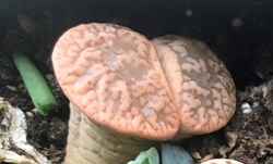 Lithops lesliei