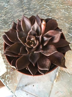 Echeveria purpusorum Rose