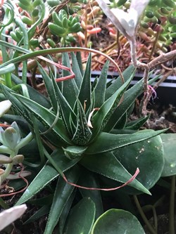 Haworthia herbacea