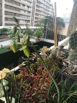 Albuca spiralis
