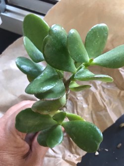 Crassula ovata arbre de jade
