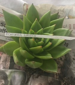Echeveria lipstick