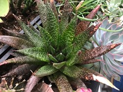 Gasteraloe flow