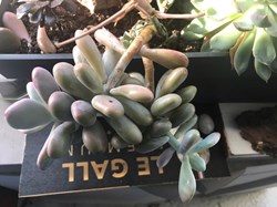 Pachyphytum oviferum