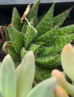 Haworthia attenuata ou Haworthia à bande