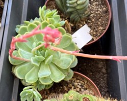 Echeveria elegans var. elegans