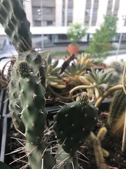 Opuntia ficus indica