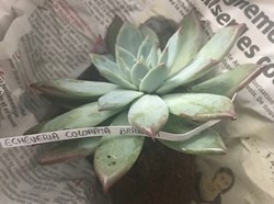Echeveria colorata brandtii