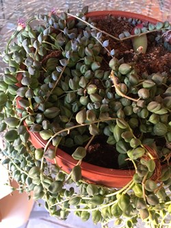 Seneçon de Rowley - Senecio rowleyanus