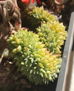 Echeverria "ramillette" forme cristata