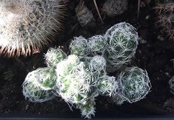 Mammillaria gracilis