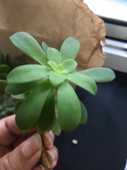 Sedum palmeri