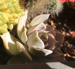 Echeveria agavoides