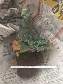 Echeveria shaviana pink