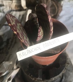 Kalanchoe marmorata