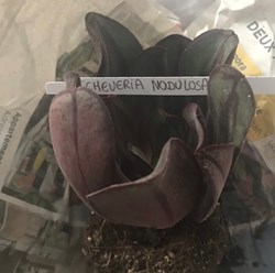 Echeveria nodulosa