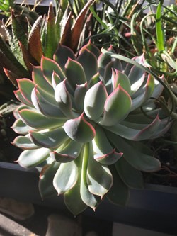 Echeveria Pulidonis