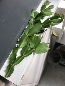 Schlumbergera (cactus de Noël)