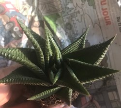 Haworthia limifolia twister