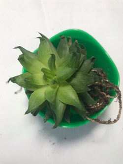Haworthia Cooperi