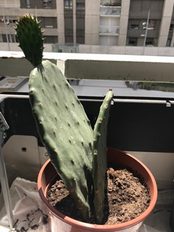 Opuntia figuier de barbarie  Nopal