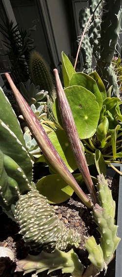 Orbea variegata
