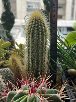 Espostoa guentheri