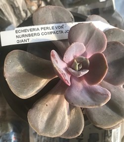 Echeveria Perle von Nürnberg compacta joy’s gian