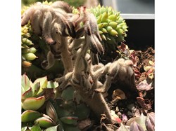 Kalanchoe tomentosa