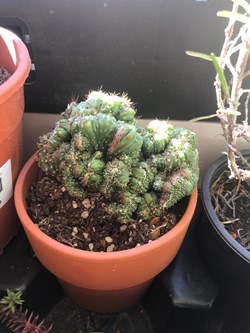 Cereus peruvianus cristata