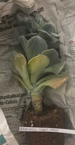 Echeveria Cubic Frost