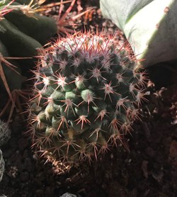 Parodia Ayopayana
