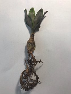 Scilla socialis