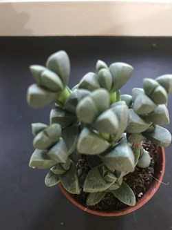 Delosperma lehmannii ou Corpuscularia lehmannii