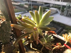 Sedum hispanicum ou orpin d’Espagne