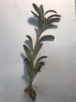 Kalanchoe tomentosa