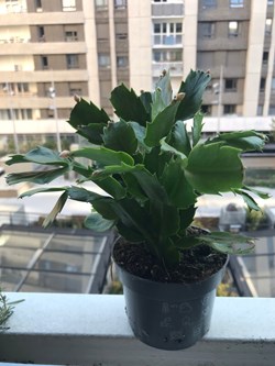 Schlumbergera (cactus de Noël)blanc