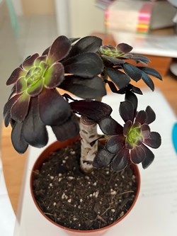 Aeonium arboreum