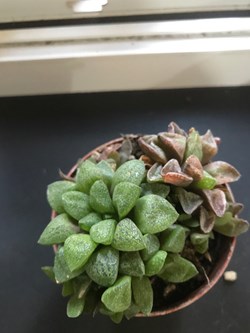 Haworthia Cooperi