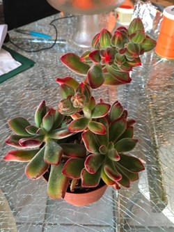 Echeveria pulvinata 'Ruby'