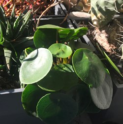 Pilea peperomioides