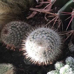 Parodia haselbergii