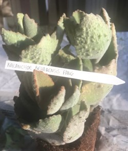 Kalanchoe beharensis 'Fang'
