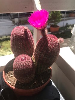Echinocereus pectinatus var rubispinus