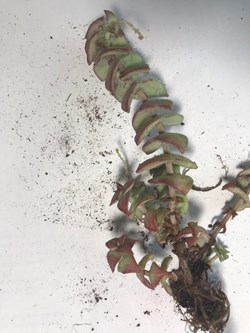 Crassula perforata variegata